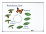 Levenscyclus van de vlinder.&nbsp;Magnetische tegels