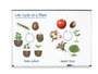 Levenscyclus van planten.&nbsp;Magnetische tegels
