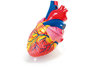Hart.&nbsp;Demonstratiemodel