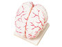 Hersenen.&nbsp;Anatomisch model