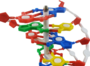 DNA-model