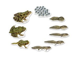 Levenscyclus van de kikker. Magnetische tegels