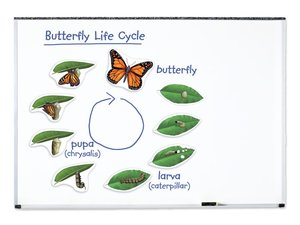 Levenscyclus van de vlinder. Magnetische tegels