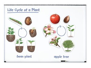 Levenscyclus van planten. Magnetische tegels