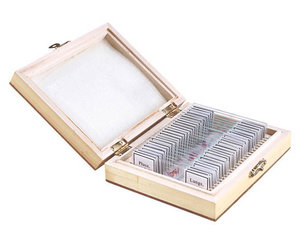 Menselijke anatomie. Biologische preparaten