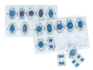 Model van meiose en mitose van dierlijke cellen