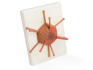 Adenovirus. Virus-model