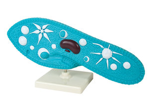 De slipper. Demonstratiemodel