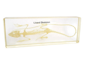 Hagedis. Skelet in helder gegoten acryl