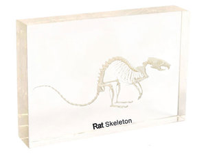 Rat. Skelet in helder gegoten acryl