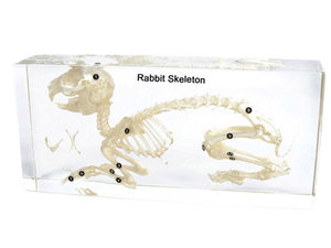 Konijn. Skelet in helder gegoten acryl