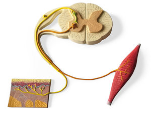 Reflexboog. Demo bord