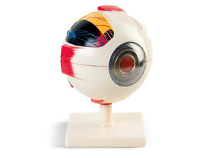 Oog. Demonstratiemodel