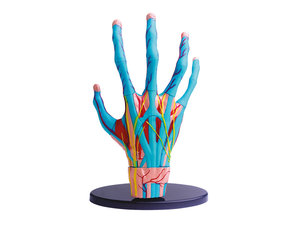 Hand. Anatomisch model