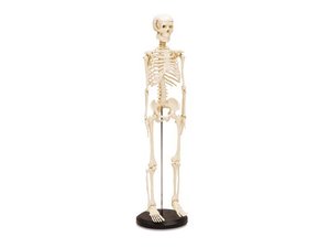 menselijk skelet menselijk skelet