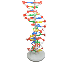 DNA-model