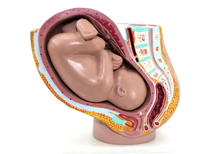 Bekken van een zwangere vrouw. Model