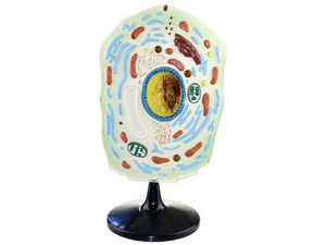 Plant celmodel. Sectie