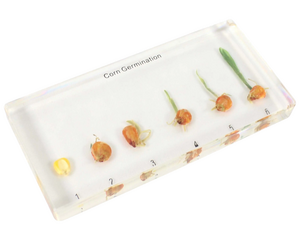 Mais, groeimodel in helder acryl