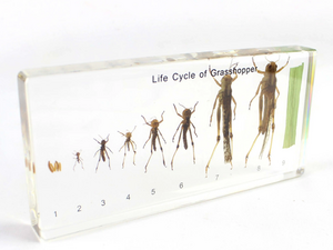 Levenscyclus van de sprinkhaan. Model