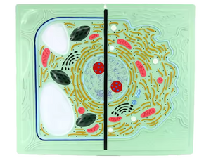 Dierlijke en plantaardige cel. Vergelijkende tabel
