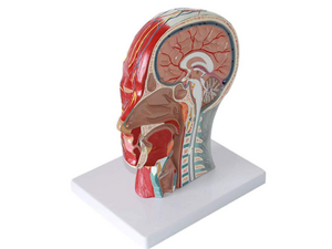 Hoofddoorsnede met het spier- en vaatzenuwstelsel