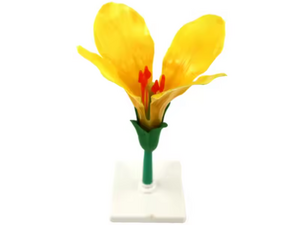 Bloem. Demonstratiemodel