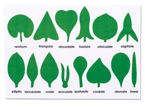 Botanie controlekaart bladeren Botanie controlekaart bladeren