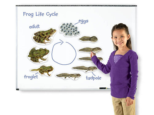 Levenscyclus van de kikker. Magnetische tegels