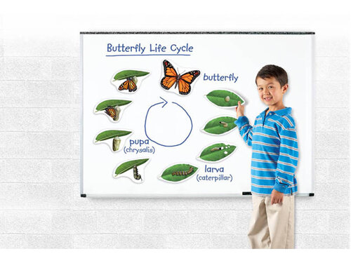 Levenscyclus van de vlinder. Magnetische tegels