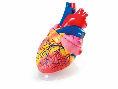 Hart. Demonstratiemodel