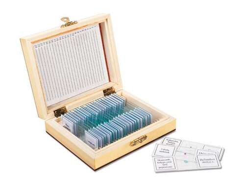 Plantkunde. Microscopische preparaten