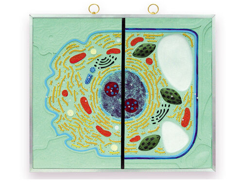 Dierlijke en plantaardige cel. Vergelijkende tabel