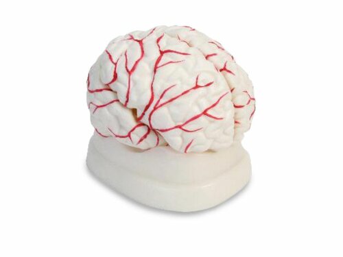 Hersenen. Anatomisch model