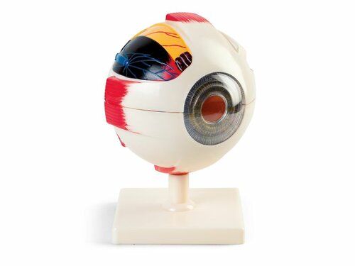 Oog. Demonstratiemodel