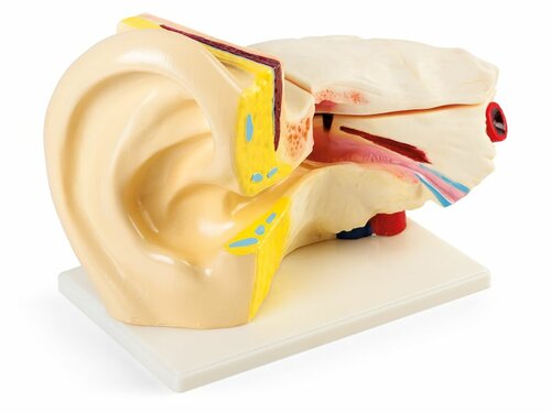 Oor. Groot demomodel