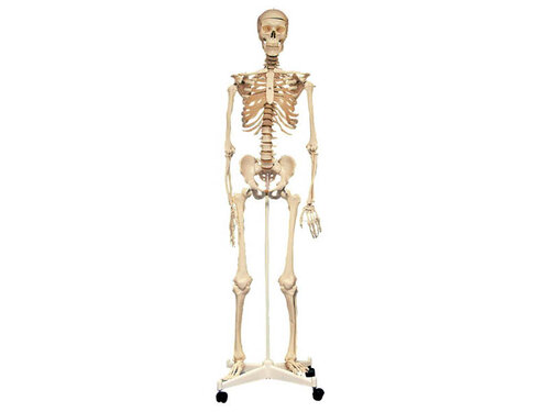 Menselijk skelet 170 cm. Model