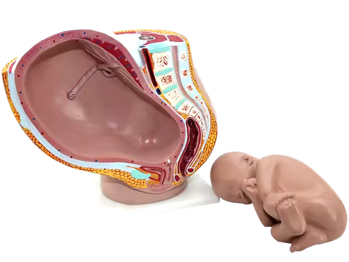 Bekken van een zwangere vrouw. Model