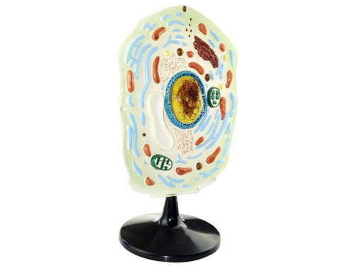 Plant celmodel. Sectie