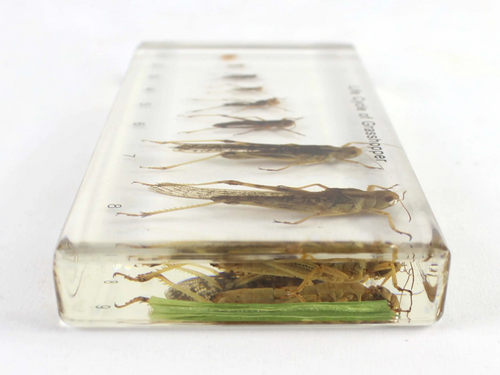 Levenscyclus van de sprinkhaan. Model