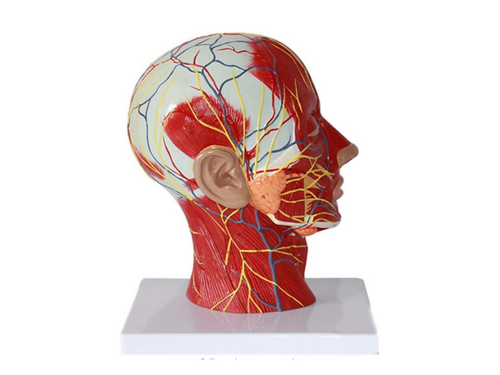 Hoofddoorsnede met het spier- en vaatzenuwstelsel