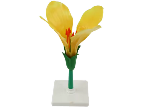 Bloem. Demonstratiemodel