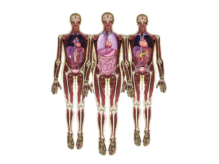Menselijk lichaam en organen. Afbeeldingen - Rybka Benelux